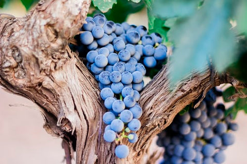 Argentina : Suelo Amado del vino Malbec