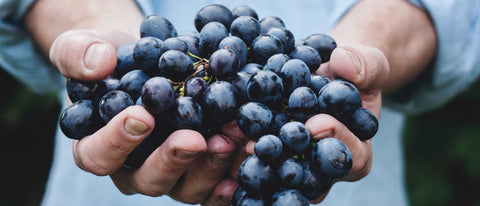 Vinos Tintos